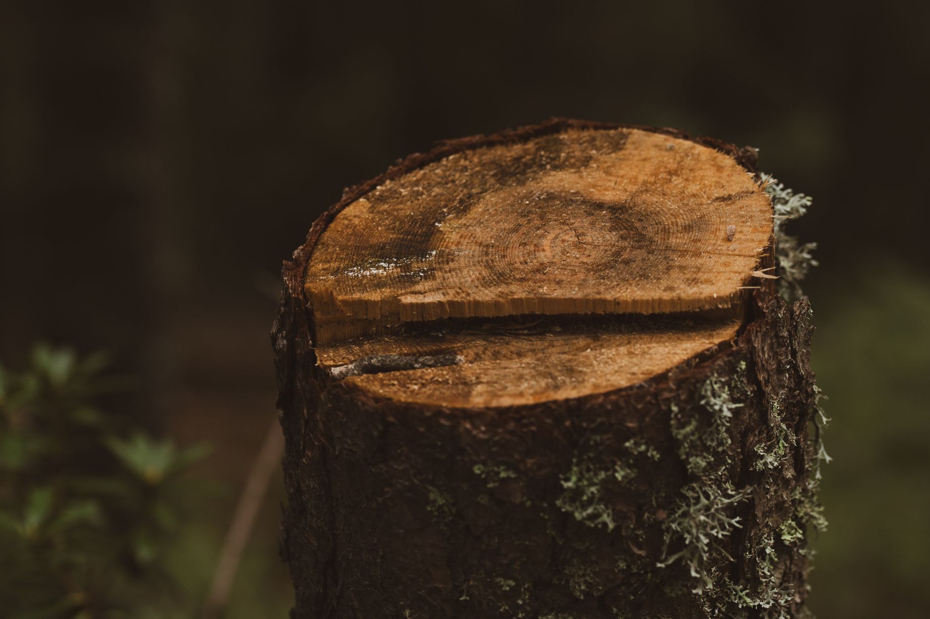 Tree Removal – Bulverde