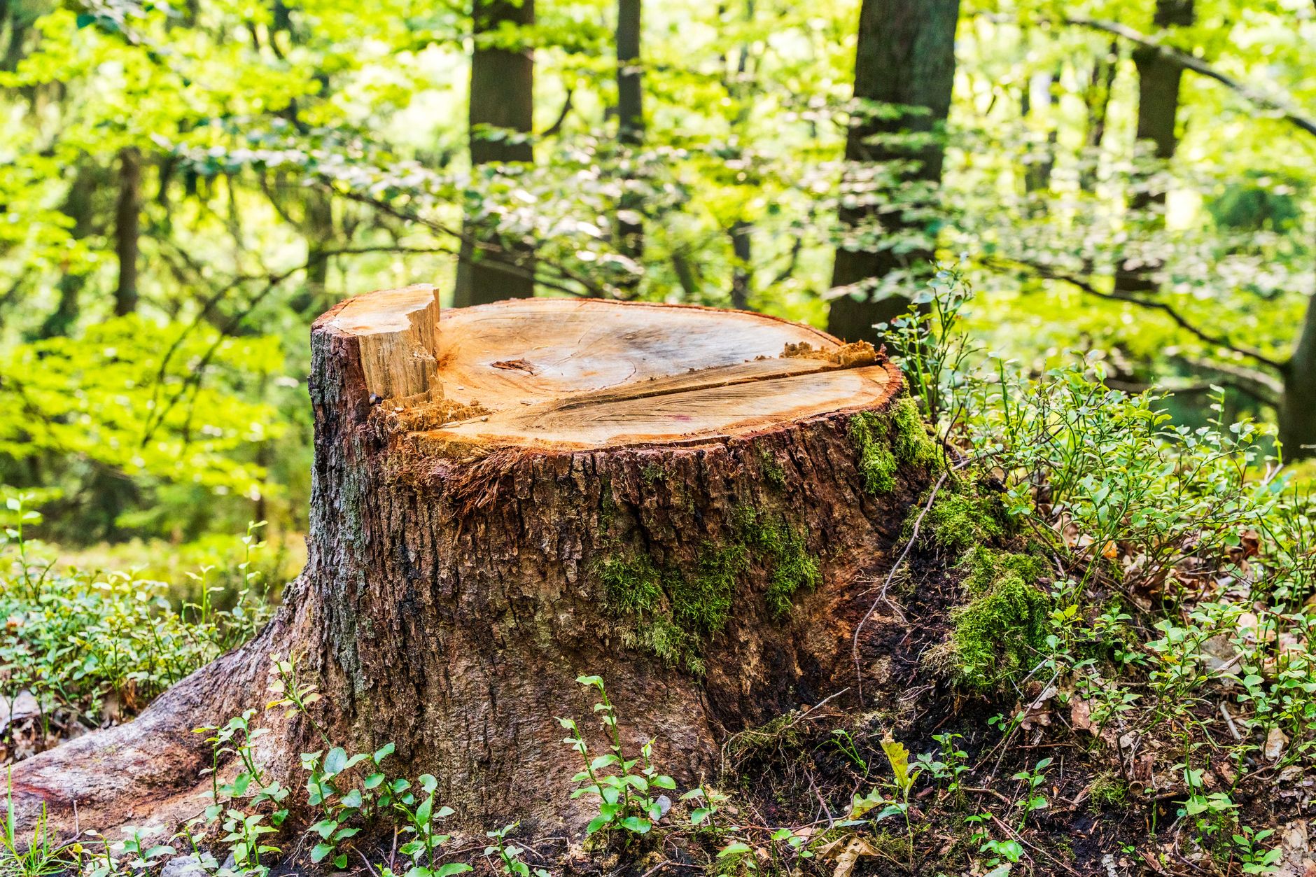 Deadwood Pruning – Bulverde
